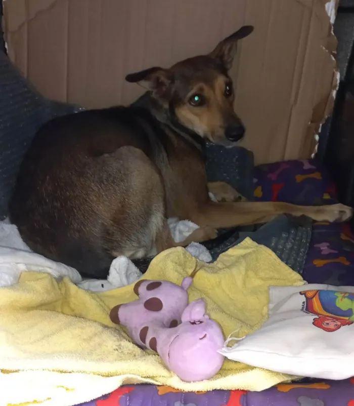 Cachorro ra a Srd  idade 2 anos nome Kira