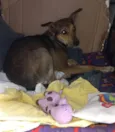 Kira