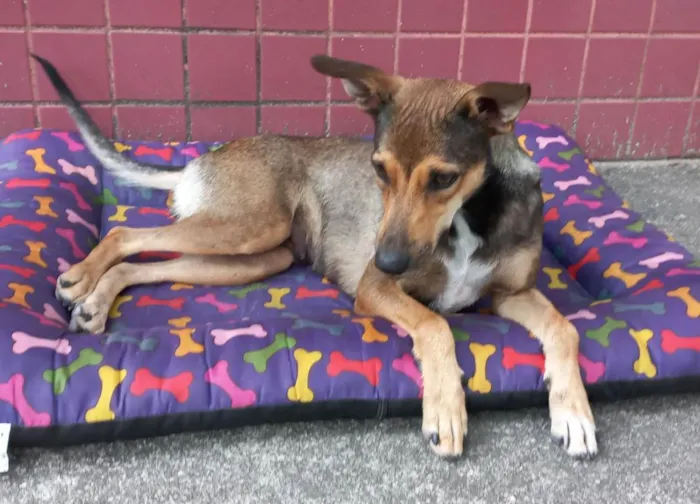 Cachorro ra a Srd  idade 2 anos nome Kira