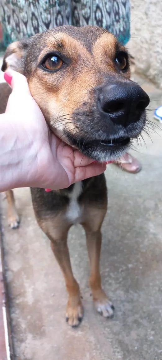 Cachorro ra a Srd  idade 2 anos nome Kira