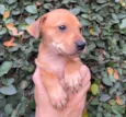 Cachorro raça SRD  idade Abaixo de 2 meses nome Sem Nome