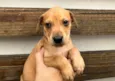 Cachorro raça SRD  idade Abaixo de 2 meses nome Sem Nome
