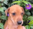 Cachorro raça SRD  idade Abaixo de 2 meses nome Sem Nome