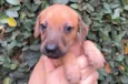Cachorro raça SRD  idade Abaixo de 2 meses nome Sem Nome