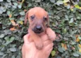 Cachorro raça SRD  idade Abaixo de 2 meses nome Sem Nome
