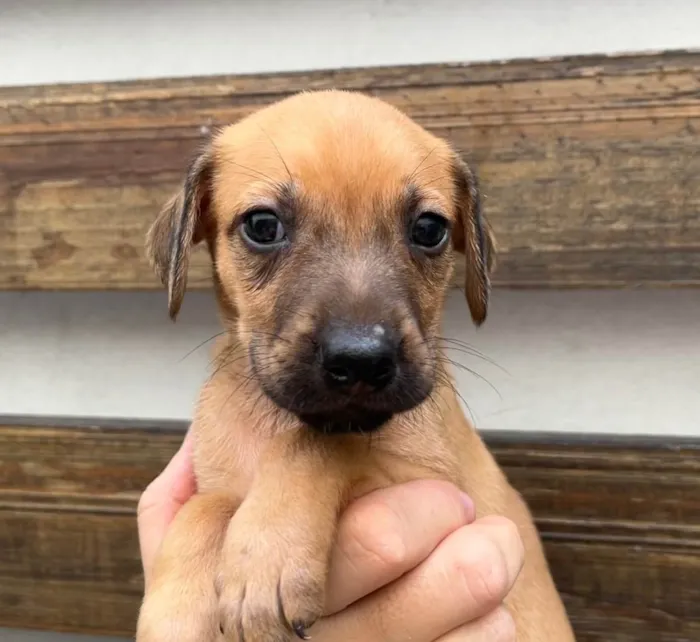 Cachorro raça SRD  idade Abaixo de 2 meses nome Sem Nome