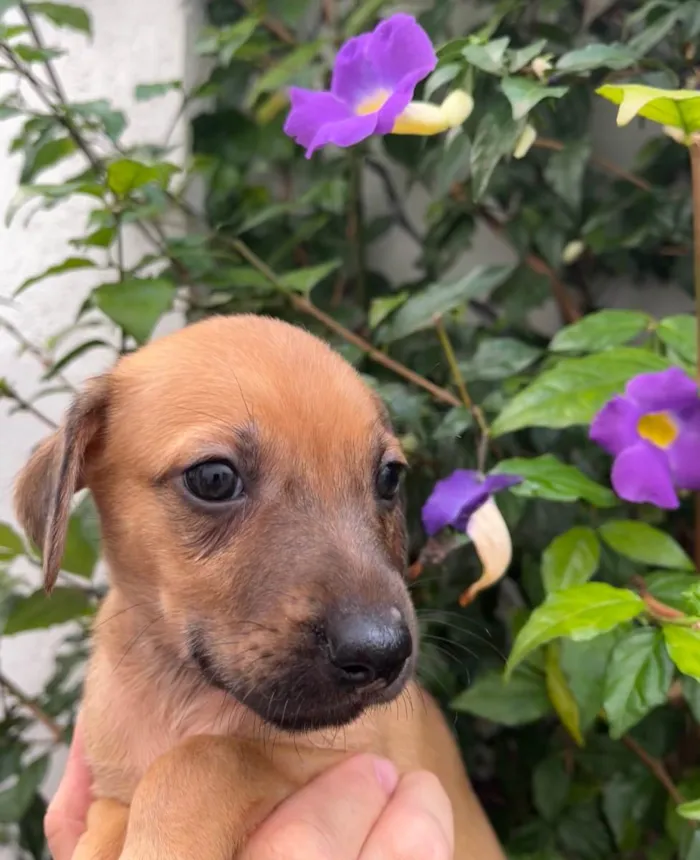 Cachorro raça SRD  idade Abaixo de 2 meses nome Sem Nome