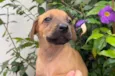 Cachorro raça SRD  idade Abaixo de 2 meses nome Sem Nome