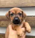 Cachorro raça SRD  idade Abaixo de 2 meses nome Sem Nome