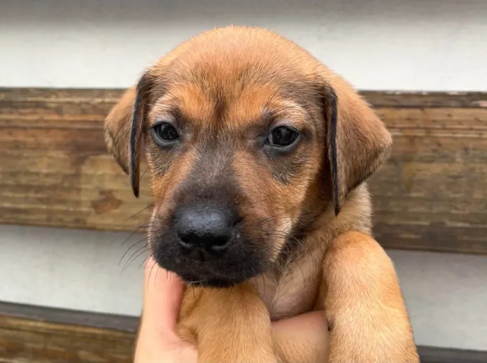 Cachorro raça SRD  idade Abaixo de 2 meses nome Sem Nome