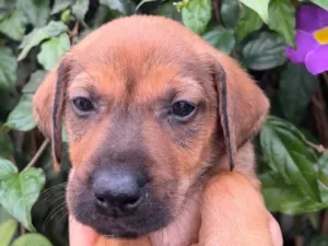 Cachorro raça SRD  idade Abaixo de 2 meses nome Sem Nome