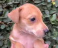Cachorro raça SRD idade Abaixo de 2 meses nome Sem Nome