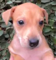 Cachorro raça SRD idade Abaixo de 2 meses nome Sem Nome