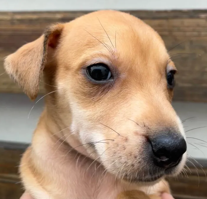 Cachorro raça SRD idade Abaixo de 2 meses nome Sem Nome