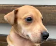 Cachorro raça SRD idade Abaixo de 2 meses nome Sem Nome