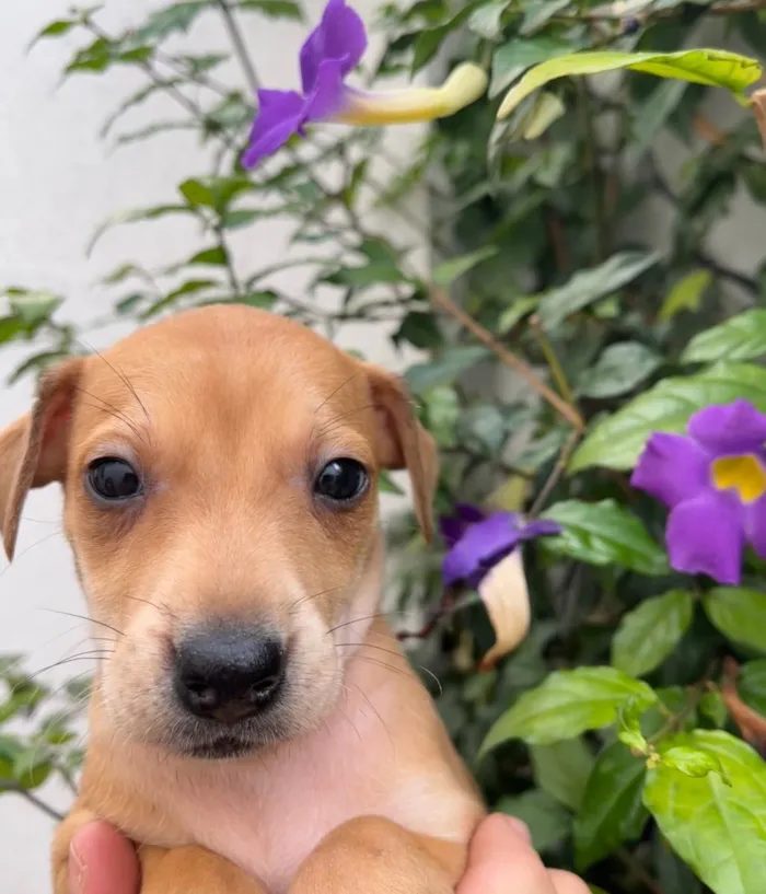 Cachorro raça SRD idade Abaixo de 2 meses nome Sem Nome