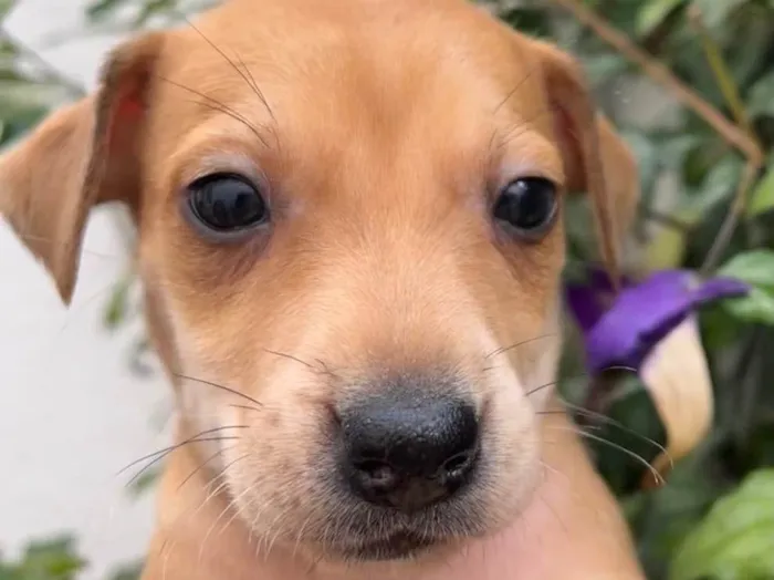Cachorro raça SRD idade Abaixo de 2 meses nome Sem Nome