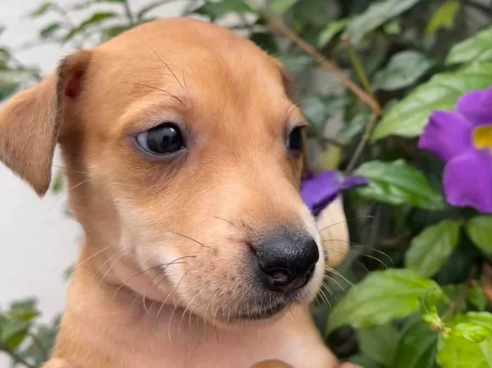 Cachorro raça SRD idade Abaixo de 2 meses nome Sem Nome
