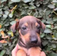 Cachorro raça SRD  idade Abaixo de 2 meses nome Sem Nome