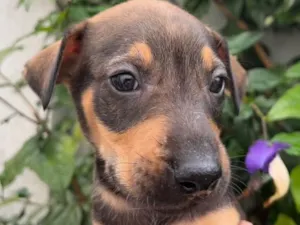 Cachorro raça SRD  idade Abaixo de 2 meses nome Sem Nome