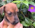 Cachorro raça SRD  idade Abaixo de 2 meses nome Sem Nome