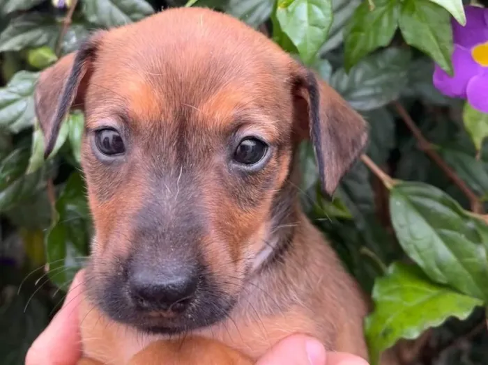 Cachorro raça SRD  idade Abaixo de 2 meses nome Sem Nome