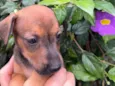 Cachorro raça SRD  idade Abaixo de 2 meses nome Sem Nome