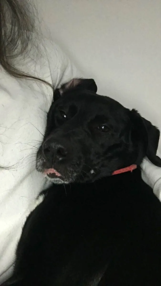 Cachorro raça Vira lata  idade 4 anos nome Baghera 