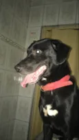 Cachorro raça Vira lata  idade 4 anos nome Baghera 