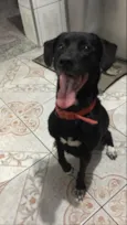 Cachorro raça Vira lata  idade 4 anos nome Baghera 