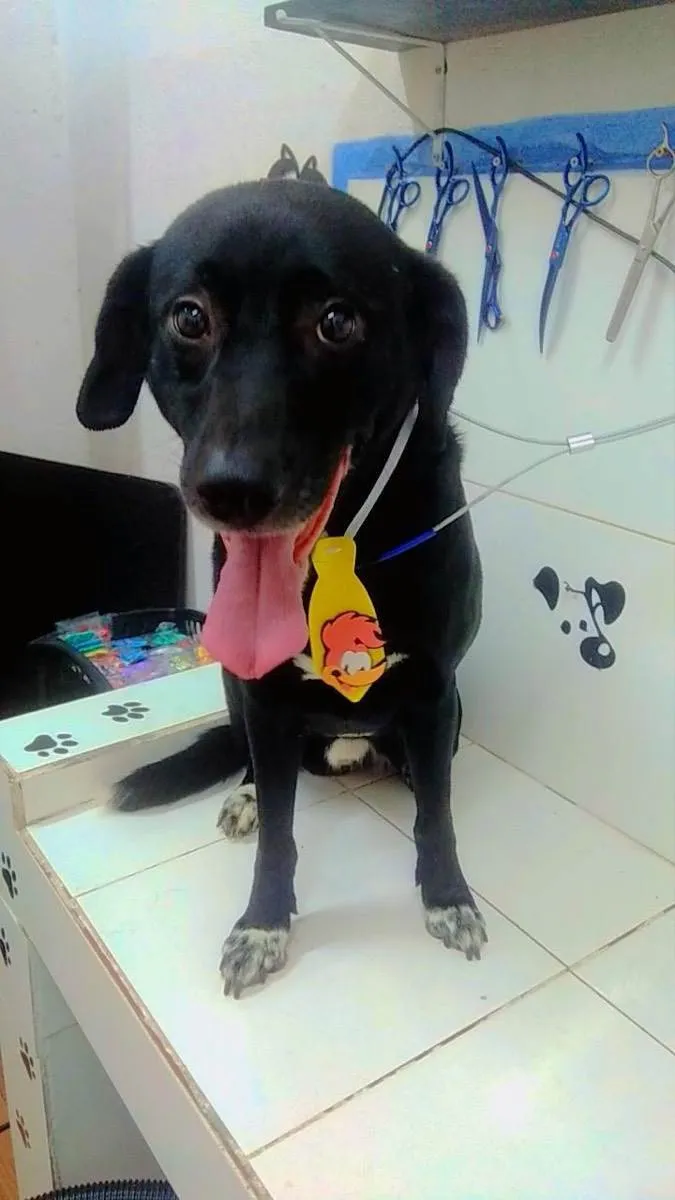 Cachorro raça Vira lata  idade 4 anos nome Baghera 