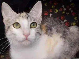 Gato raça Srd idade 2 a 6 meses nome Penelope