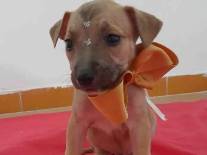 Cachorro ra a SRD idade 2 a 6 meses nome Filhotinhos 2 meses