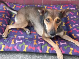 Cachorro raça Srd  idade 2 anos nome Kira