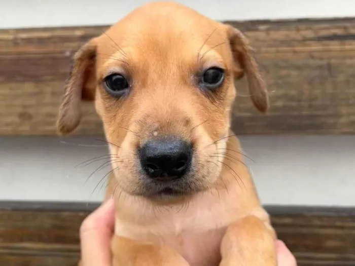 Cachorro raça SRD  idade Abaixo de 2 meses nome Sem Nome