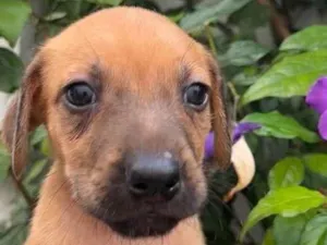 Cachorro raça SRD  idade Abaixo de 2 meses nome Sem Nome