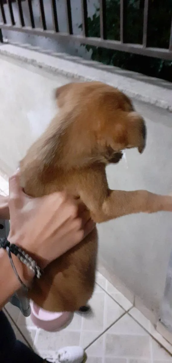 Cachorro ra a Vira-lata idade Abaixo de 2 meses nome Desconhecida