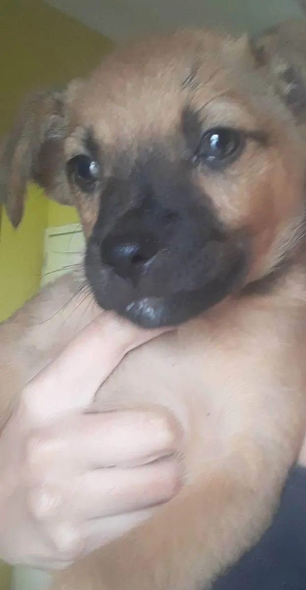 Cachorro ra a Vira-lata idade Abaixo de 2 meses nome Desconhecida