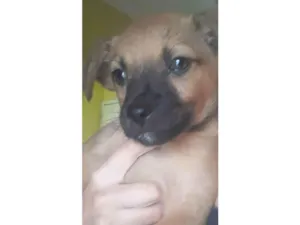 Cachorro raça Vira-lata idade Abaixo de 2 meses nome Desconhecida