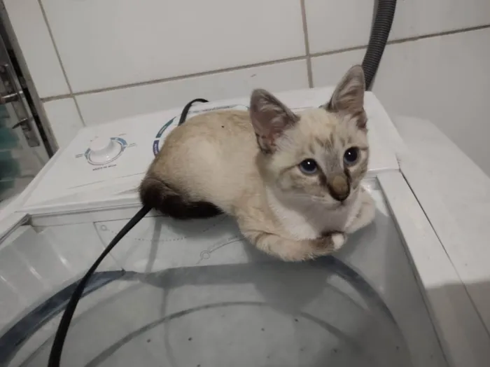 Gato ra a Sem raça definida idade 2 a 6 meses nome Sem none