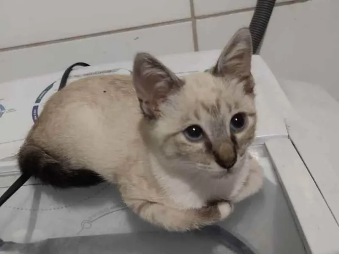 Gato ra a Sem raça definida idade 2 a 6 meses nome Sem none
