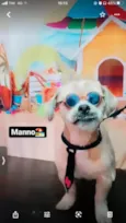 Cachorro raça Ihasa  idade 3 anos nome Manno 