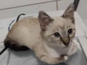 Gato raça Sem raça definida idade 2 a 6 meses nome Sem none