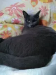 Fumaça