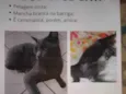 Fumaça