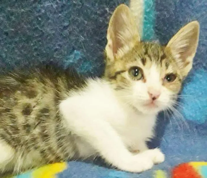 Gato raça SRD idade 2 a 6 meses nome JUQUINHA