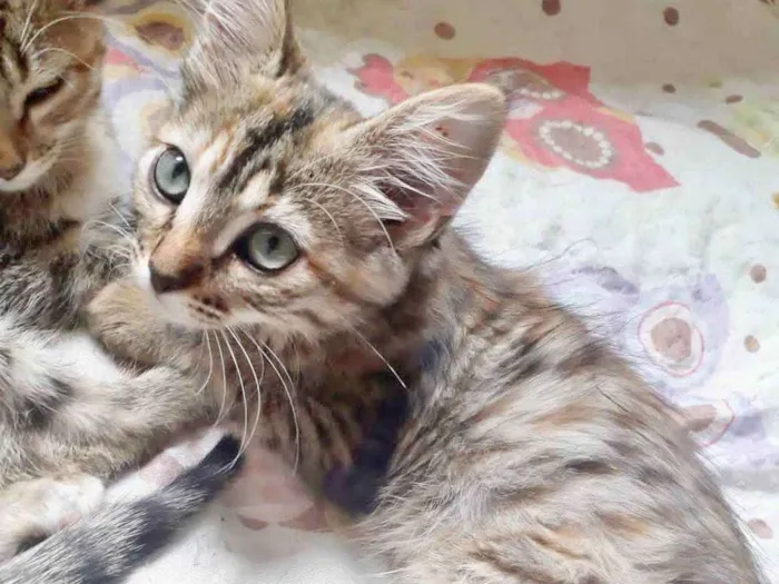 Gato raça SRD idade 2 a 6 meses nome CLOÉ