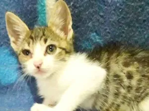 Gato raça SRD idade 2 a 6 meses nome JUQUINHA