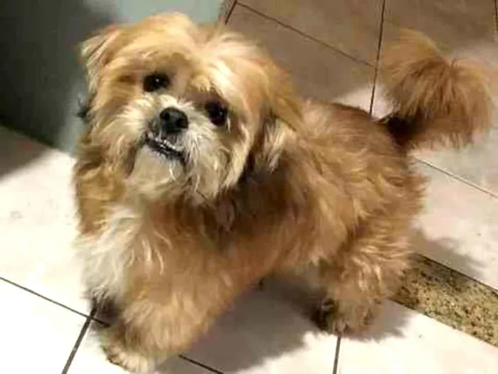 Cachorro raça Ihasa  idade 3 anos nome Manno 