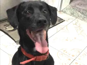 Cachorro raça Vira lata  idade 4 anos nome Baghera 